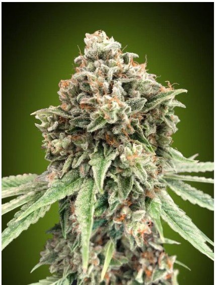 Sweet Critical Fast Feminized Seeds