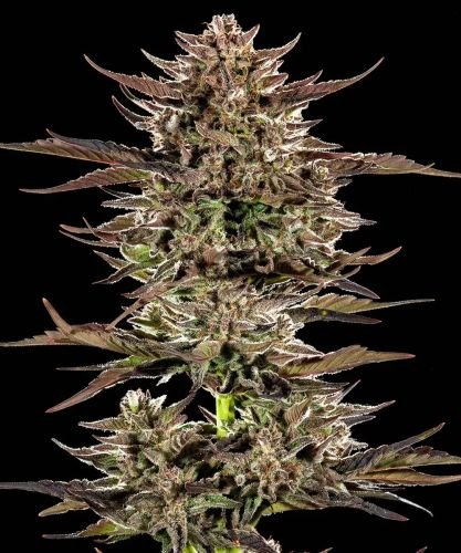Frosted Zinn x 3 Bears OG Auto - 5-pack - Feminized - Barney's Farm