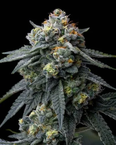 Jealousy - Feminized - Barney's Farm