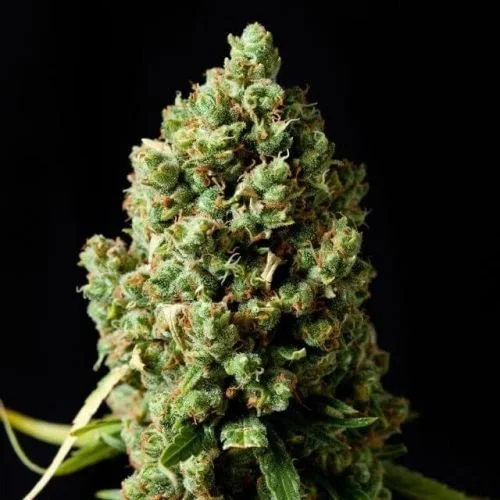 Critical Kush - Feminized - Barney's Farm