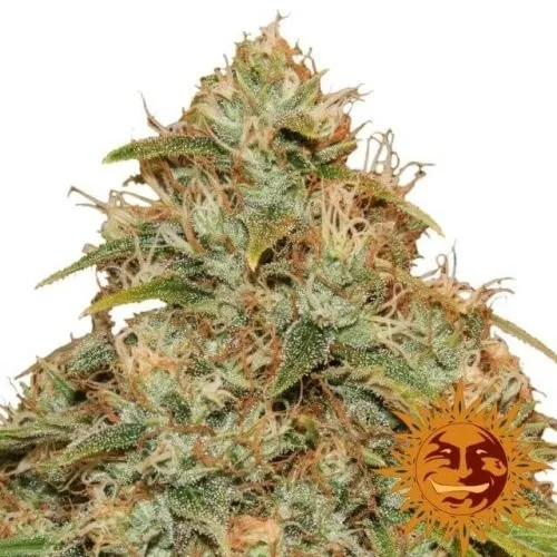 CBD Lemon Potion Auto - Feminized - Barney's Farm