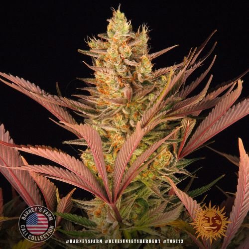 Blue Sunset Sherbet - 5-pack - Feminized - Barney's Farm
