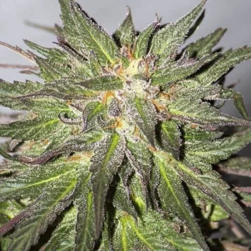CBD Critical Cure - Feminized - Barney's Farm