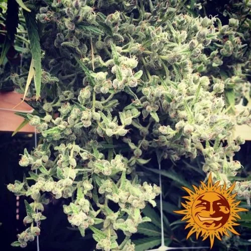 Dr Grinspoon - 5PACK - Feminized - Barney's Farm