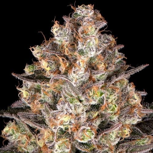Hindu Kush - 5-pack - Feminized - Barney's Farm