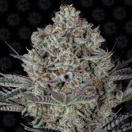 Dos-si-dos 33 - 5-pack - Feminized - Barney's Farm