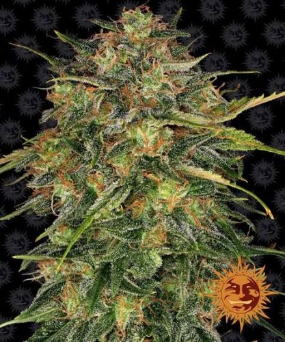Cheese - 5-pack - Feminized - Barney's Farm