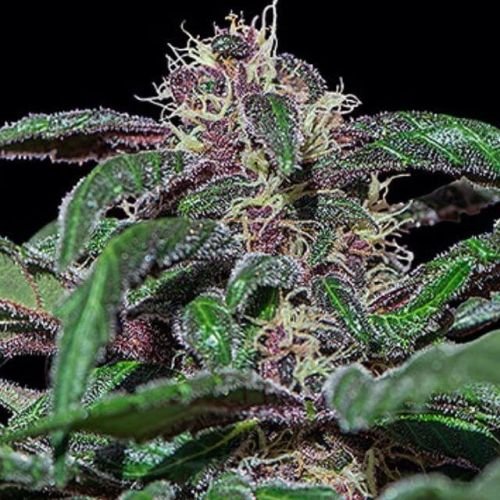 Ayahuasca Purple - 5-pack - Feminized - Barney's Farm