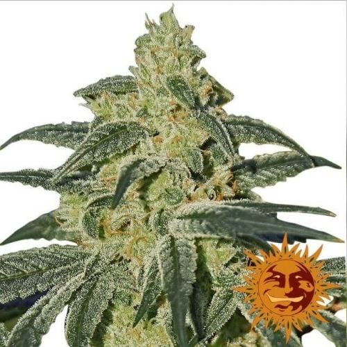 Afghan Hash Plant - Regular - Barney's Farm