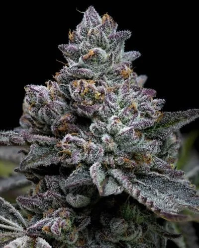 Apple Fritter - Feminized - Barney's Farm