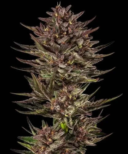 Frosted Zinn x Cookie Dog Auto - 5-pack - Feminized - Barney's Farm