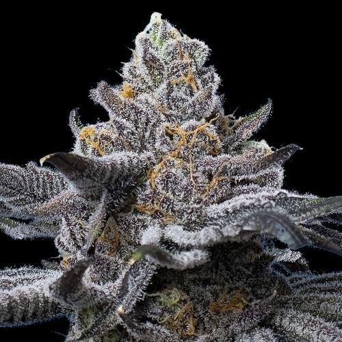 LFG - 5-pack - Feminized - Barney's Farm