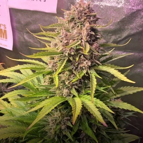 Dos Si Dos Auto - Feminized - Barney's Farm