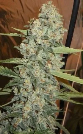 Jedi Kush - 6-pack - Feminized - Cali Connection