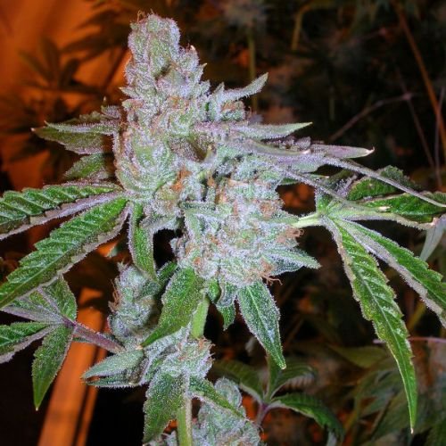 Tahoe OG Kush - Feminized - Cali Connection
