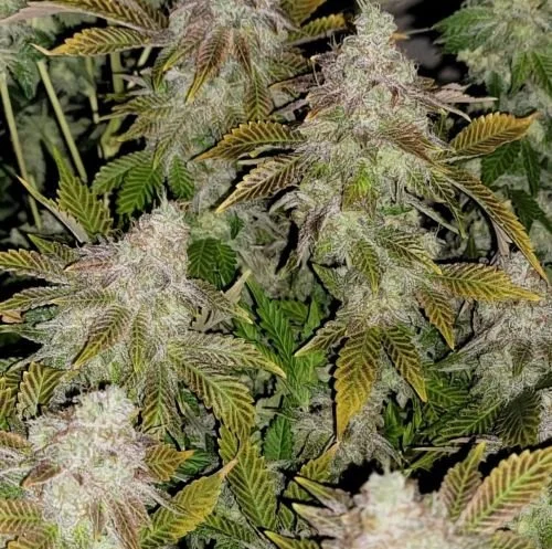 Strawberry Tiramisu - 6-pack - Feminized - Cali Connection
