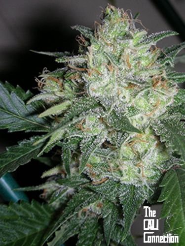 Ogiesel - Feminized - Cali Connection
