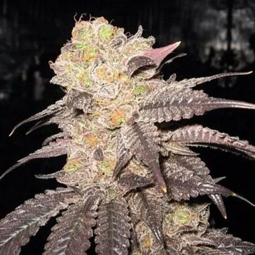 Purple Diesel - 6-pack - Feminized - Cali Connection

