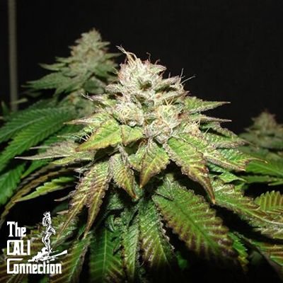 Pre 98 Bubba - 6PACK - Feminized - Cali Connection
