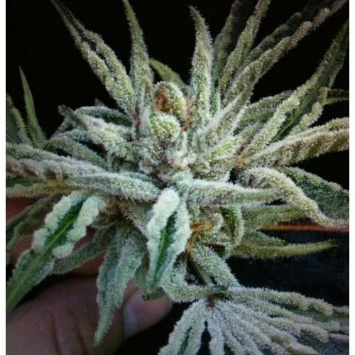 Buddha Tahoe OG - Feminized - Cali Connection
