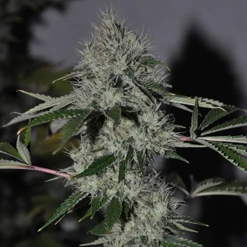 Chem4 OG - Feminized - Cali Connection