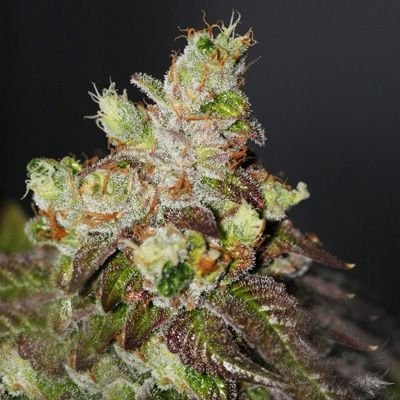 Island Punch - 6PACK - Feminized - Cali Connection