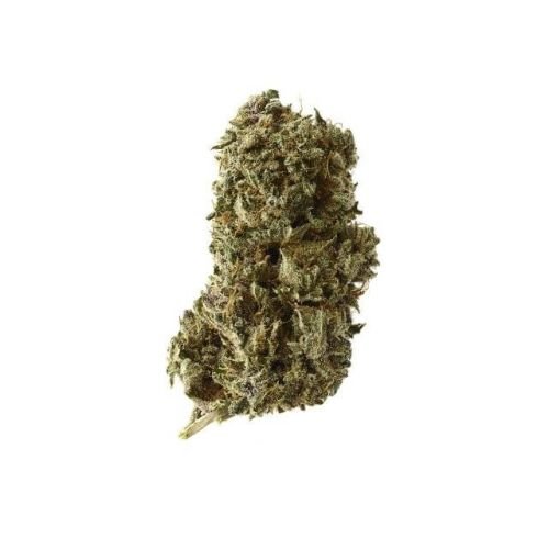 Kosher Tangie Kush - 5PACK - Feminized - Amsterdam Genetics
