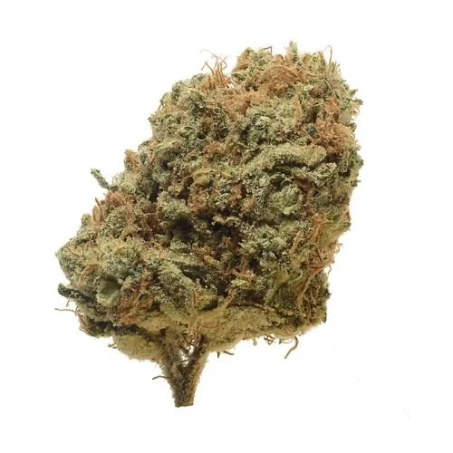 Critical Mass - 10-pack - Regular - Amsterdam Genetics
