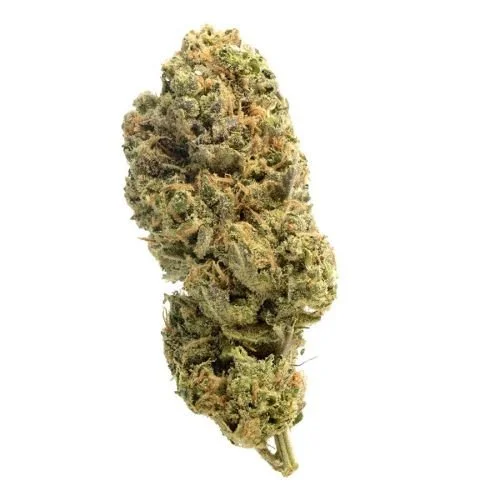 Grapefruit Superstar - 5-pack - Feminized - Amsterdam Genetics
