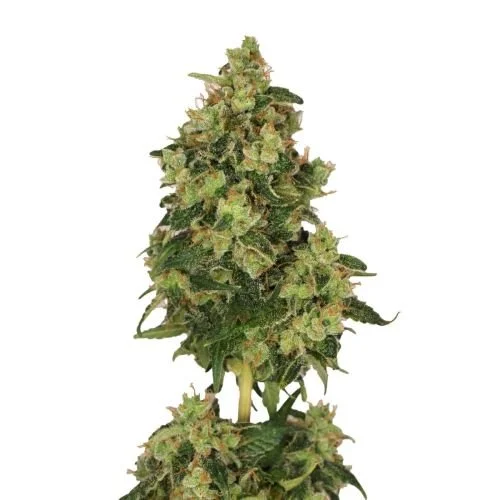 Skyrocket - 3-pack - Feminized - Amsterdam Genetics
