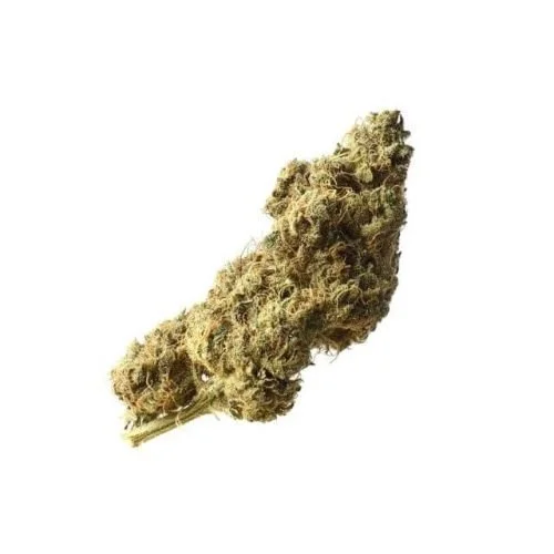 White Choco Haze - 5PACK - Feminized - Amsterdam Genetics

