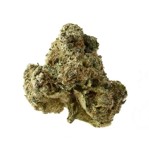 AK-OG Kush - 5PACK - Feminized - Amsterdam Genetics
