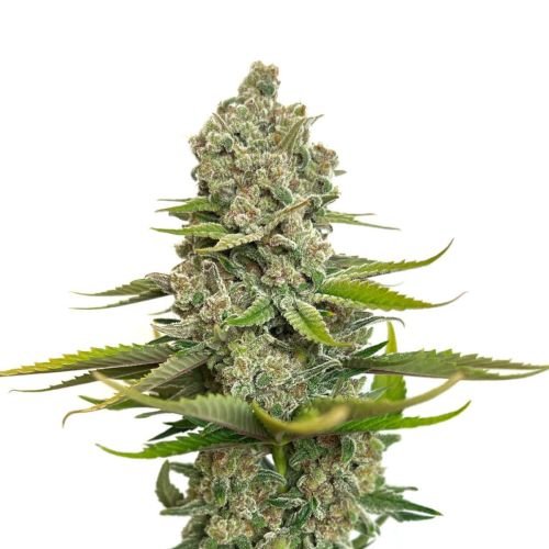 Choco Cheesecake - 5-pack - Feminized - Amsterdam Genetics
