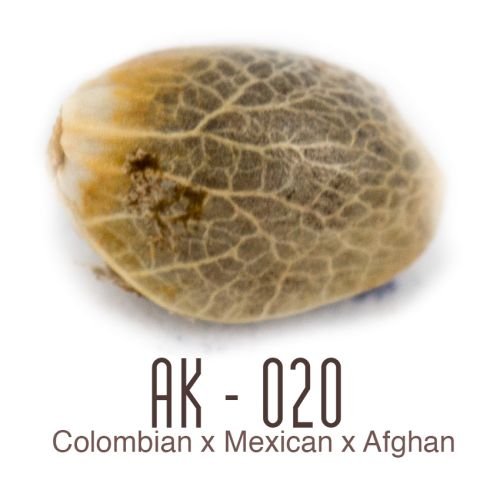 AK-020 - Amsterdam Genetics
