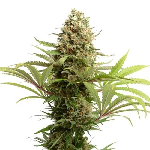 Banana Slush - 5-pack - Feminized - Amsterdam Genetics
