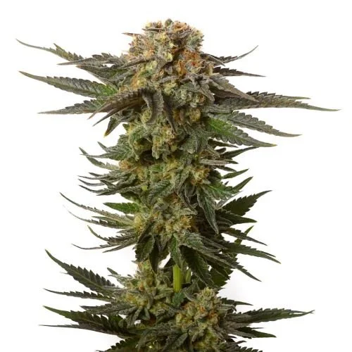 Moncherry - 5-pack - Feminized - Amsterdam Genetics
