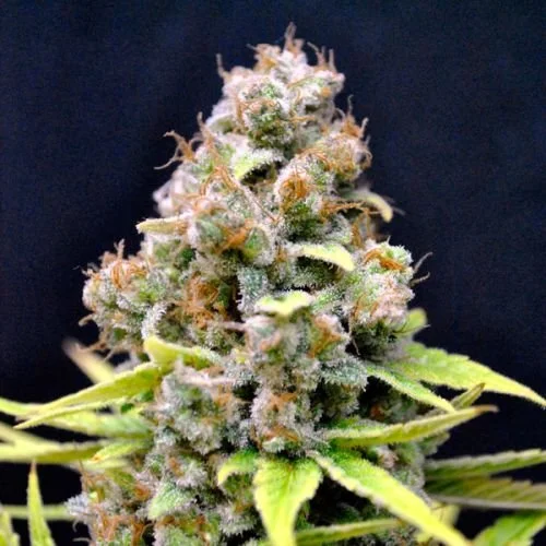 CBD Shark Shock - Feminized - CBD Crew
