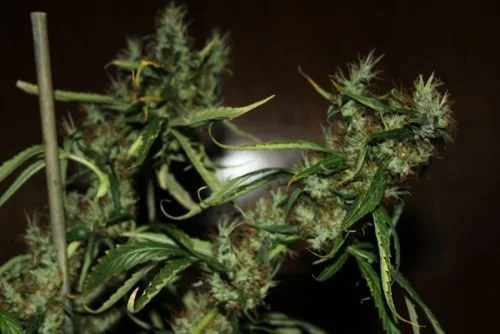 CBD Mango Haze - 5PACK - Feminized - CBD Crew
