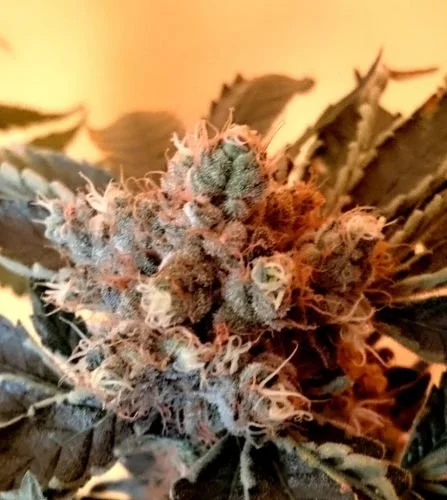 Divine - 5PACK Regular - Regular - CBD Crew
