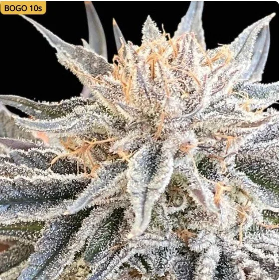 Alaskan Do-Si-Dos Feminized Seeds
