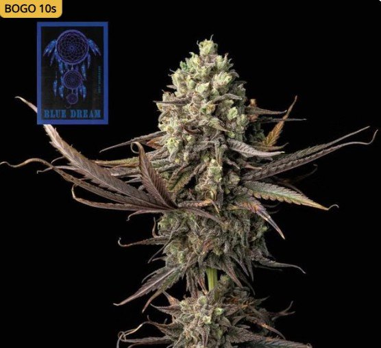 Blue Dream Feminized Seeds
