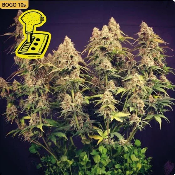 Lemon Auto Feminized Seeds