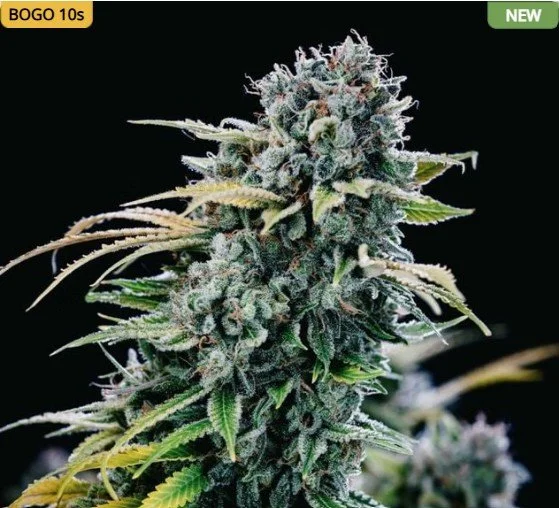 Green Crack Feminized Seeds