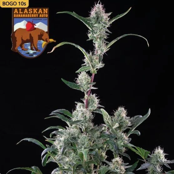 Alaskan Bananaberry Auto Feminized Seeds
