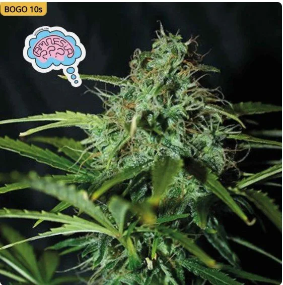 Amnesia Regular Seeds