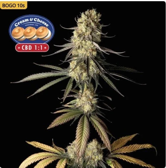 Cream & Cheese CBD 11 Feminized Seeds
