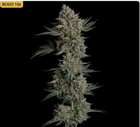 Gelato 41 BX Auto Feminized Seeds