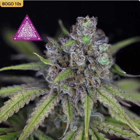 Critical Purple Kush Feminized Seeds