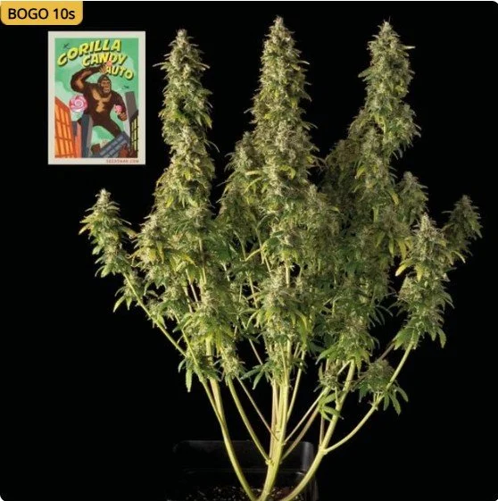 Gorilla Candy Auto Feminized Seeds
