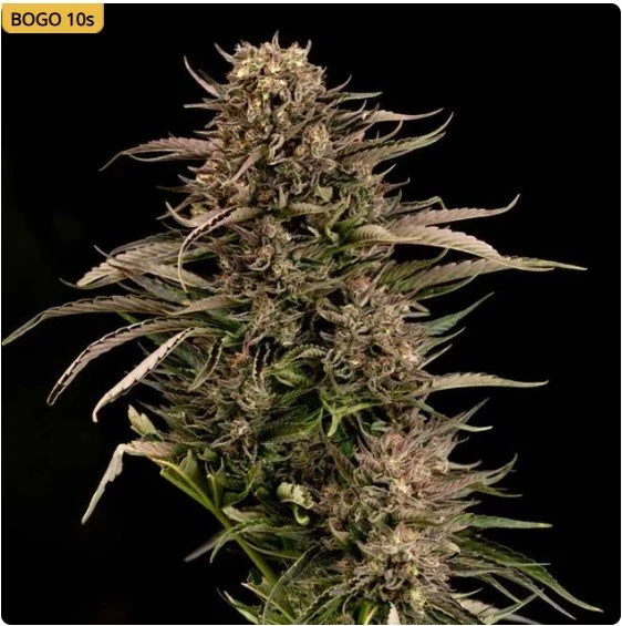Fatso GMO F1 Auto Feminized Seeds